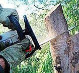  Borrego Springs, CA Tree Services Pros