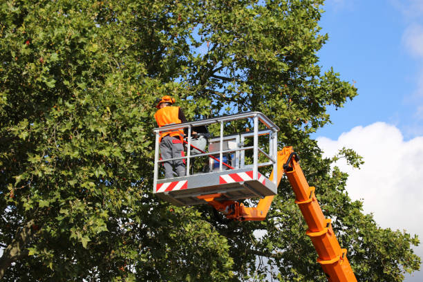 Best Arborist Consultation Services  in Borrego Springs, CA