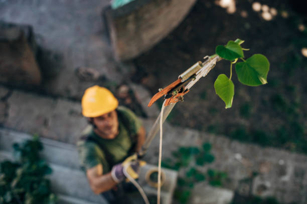 Best Utility Line Clearance  in Borrego Springs, CA