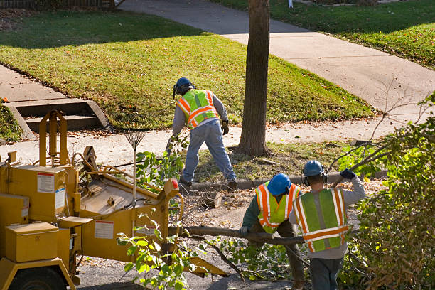 Best Storm Damage Tree Cleanup  in Borrego Springs, CA