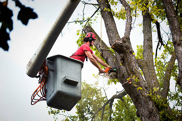 Best Tree Mulching  in Borrego Springs, CA